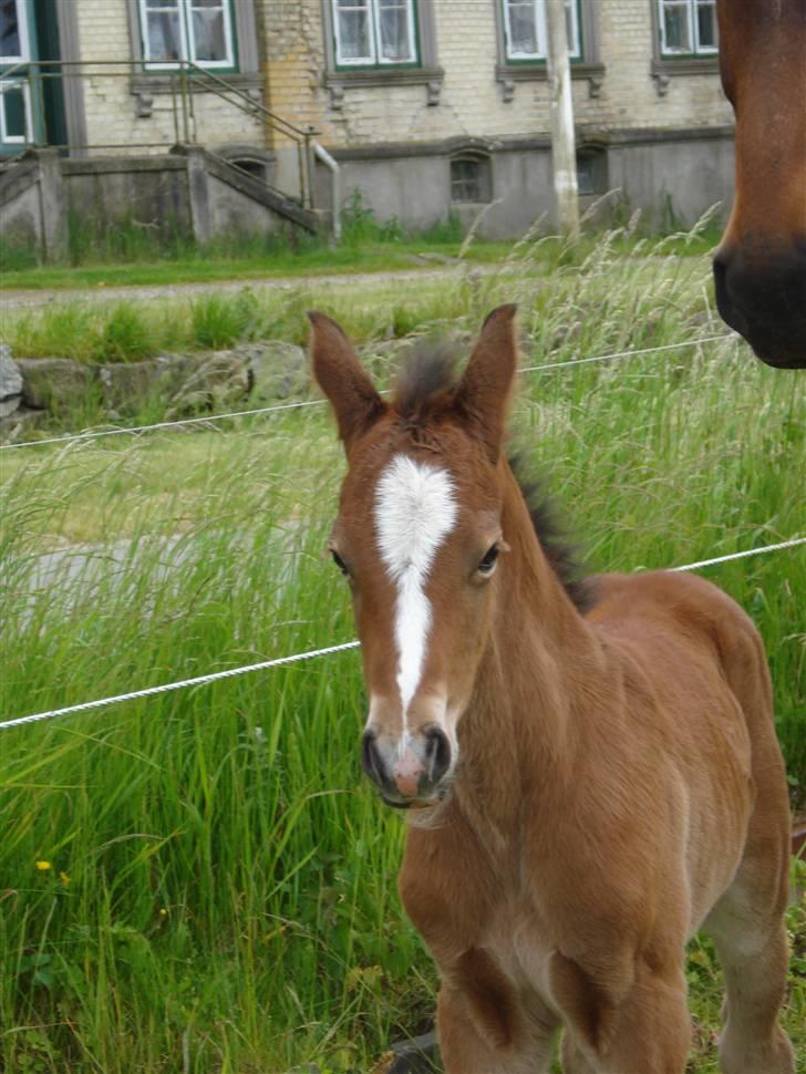 DSP Grand Garáson  billede 7