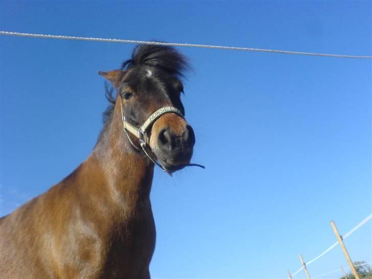 Shetlænder Enghøjs Sigurd SOLGT billede 12