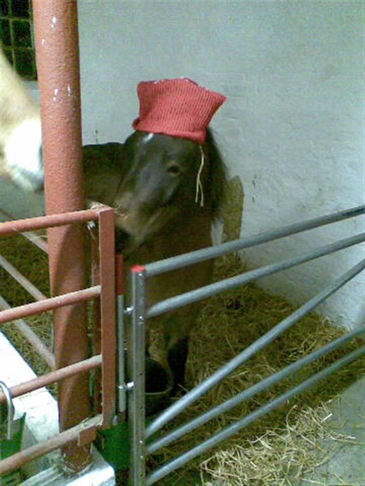 Shetlænder Enghøjs Sigurd SOLGT billede 13