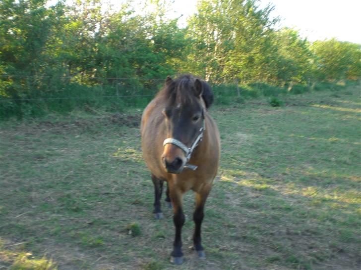 Shetlænder Enghøjs Sigurd SOLGT billede 14
