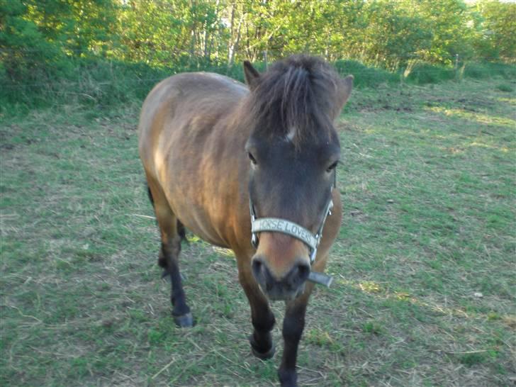 Shetlænder Enghøjs Sigurd SOLGT billede 15