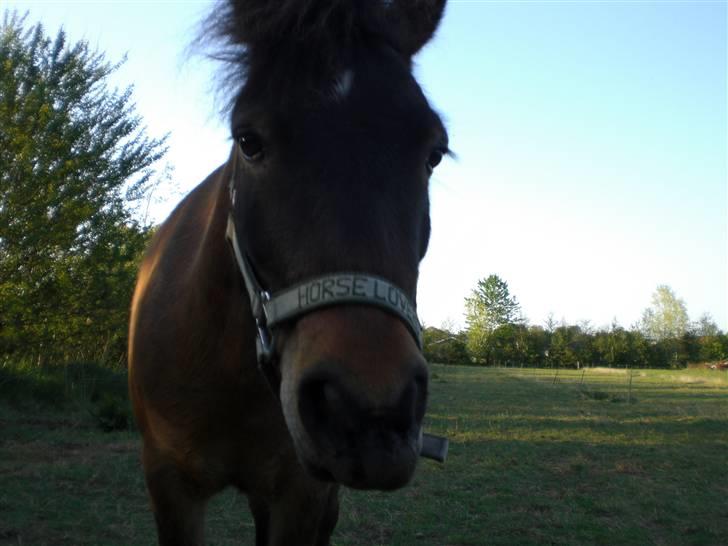 Shetlænder Enghøjs Sigurd SOLGT billede 16