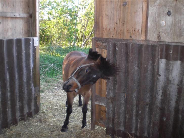 Shetlænder Enghøjs Sigurd SOLGT billede 17