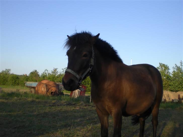 Shetlænder Enghøjs Sigurd SOLGT billede 18