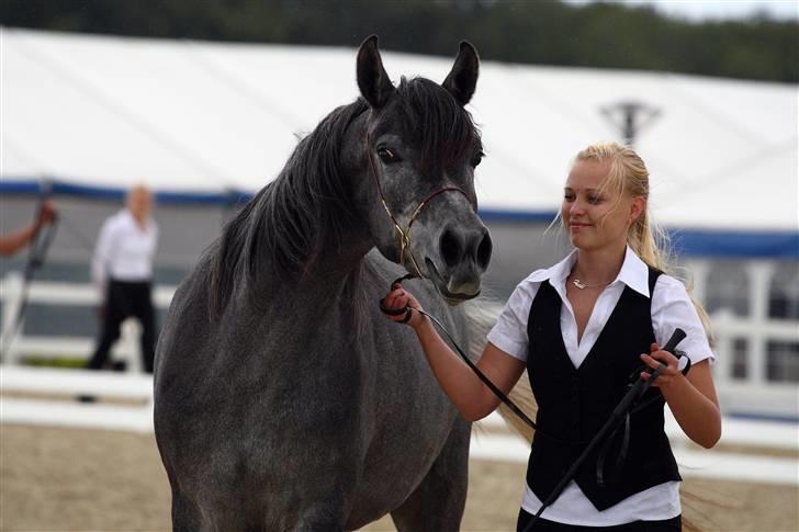 Arabisk fuldblod (OX) FE Classica - Foto: Heidi Glisborg - FE Classica til det Nationale Show 2009 billede 1