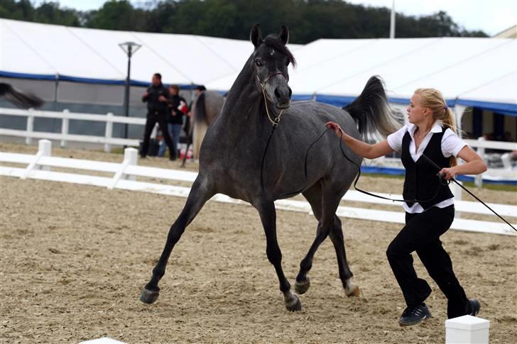 Arabisk fuldblod (OX) FE Classica - Foto: Heidi Glisborg - FE Classica til det Nationale Show 2009 billede 2