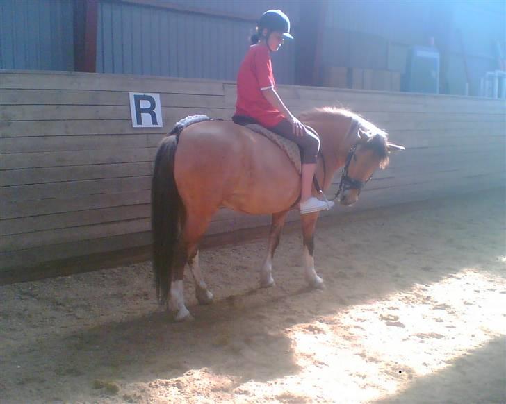 Anden særlig race Tilde R.I.P. - min veninde stefani der rider, billede 19