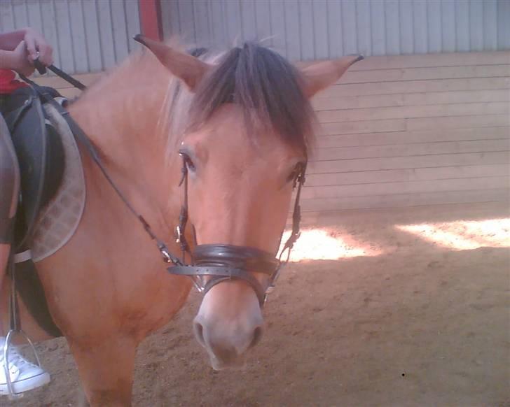 Anden særlig race Tilde R.I.P. - stefani rider stadig billede 20