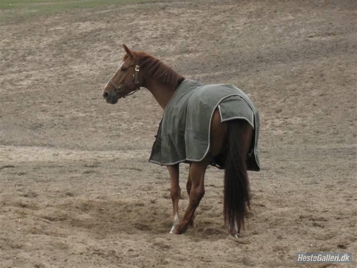 Dansk Varmblod Dupont "C" - Dupont på fold en af de første dage : P Foto Melene billede 17