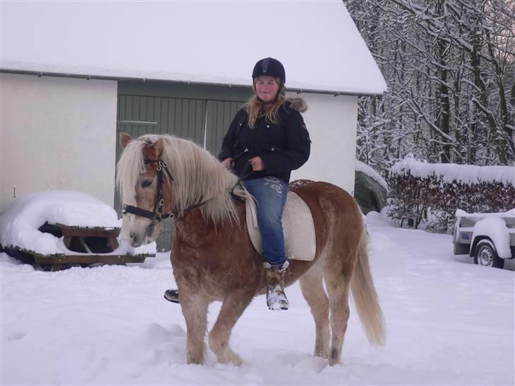 Haflinger Liz. Wallie billede 1