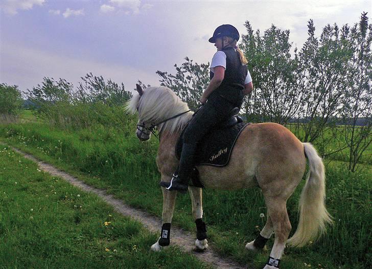 Haflinger Liz. Wallie billede 2