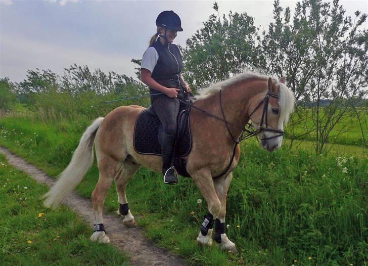 Haflinger Liz. Wallie billede 3