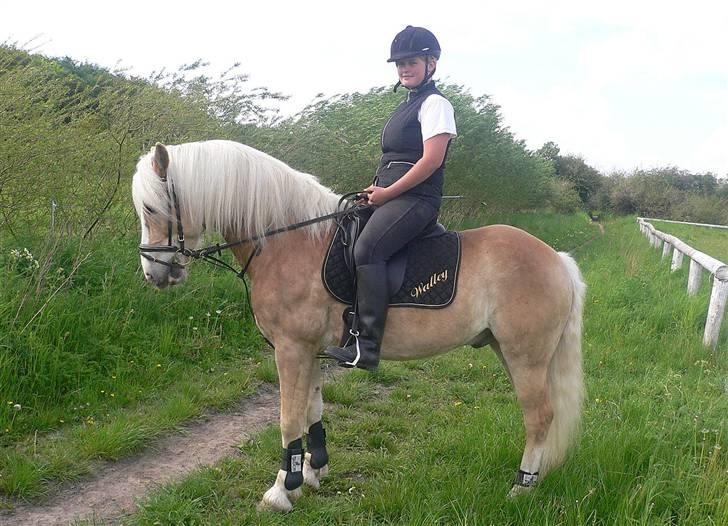 Haflinger Liz. Wallie billede 4