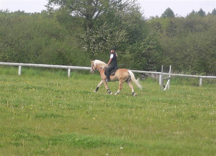 Haflinger Liz. Wallie billede 5