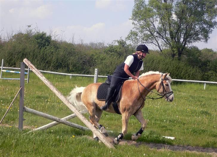 Haflinger Liz. Wallie billede 6