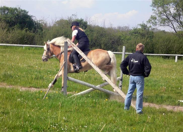 Haflinger Liz. Wallie billede 7