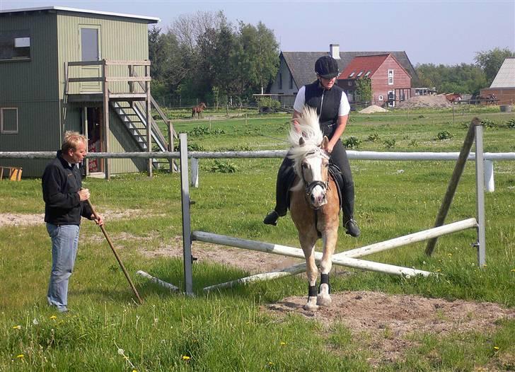 Haflinger Liz. Wallie billede 8