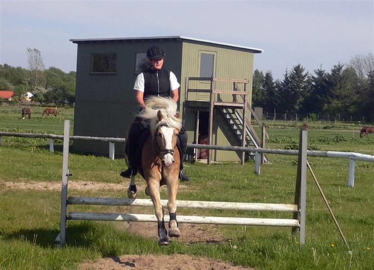 Haflinger Liz. Wallie billede 10
