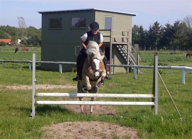 Haflinger Liz. Wallie billede 11