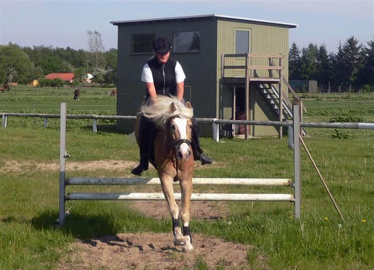 Haflinger Liz. Wallie billede 12