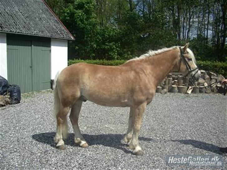 Haflinger Liz. Wallie billede 13