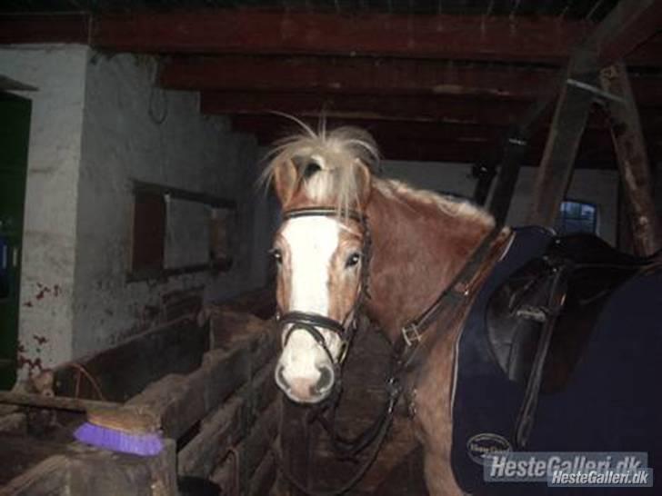 Haflinger Liz. Wallie billede 14