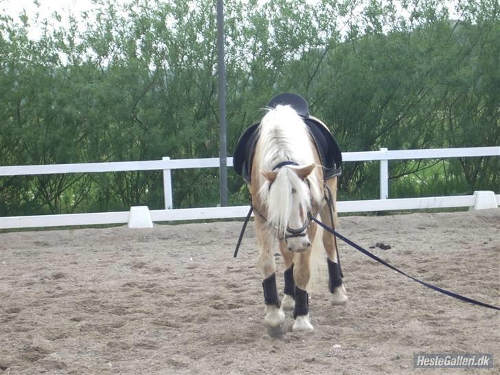 Haflinger Liz. Wallie billede 15