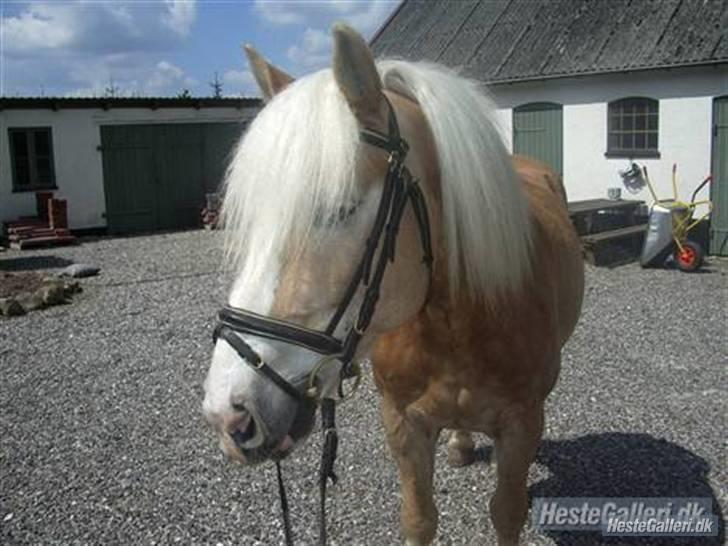 Haflinger Liz. Wallie billede 16