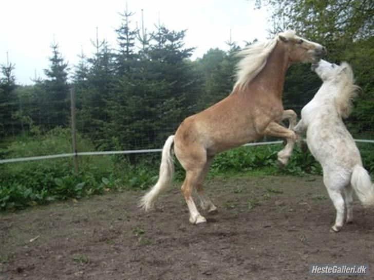 Haflinger Liz. Wallie billede 17