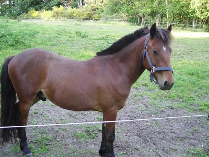 Anden særlig race Majsens Ozzy Osborne. billede 15
