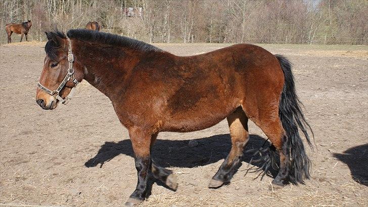 Anden særlig race Majsens Ozzy Osborne. billede 16