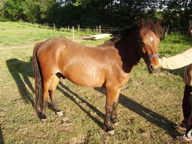 Anden særlig race Majsens Ozzy Osborne. billede 18