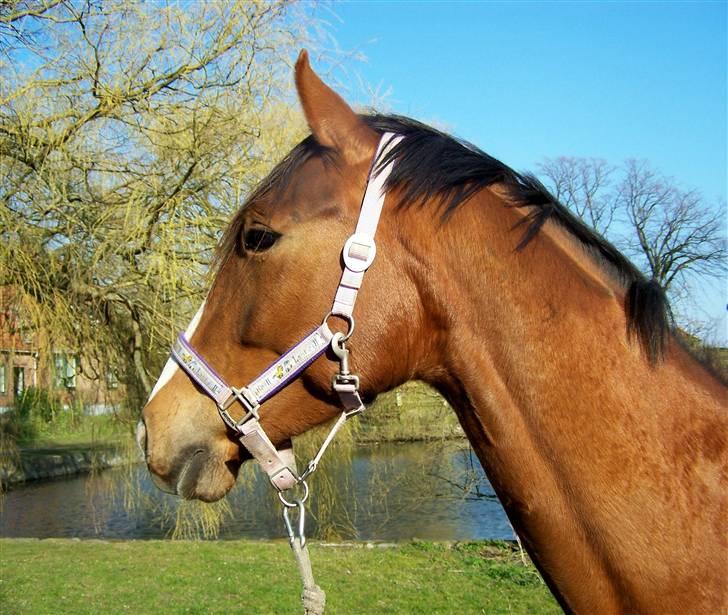 Dansk Varmblod Winzerkind  - Kønt hoved billede 16