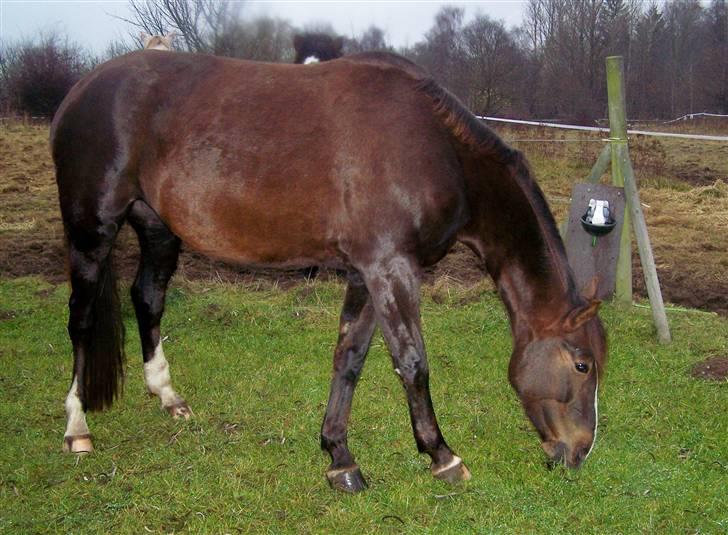 Dansk Varmblod Winzerkind  - vinterhest billede 17
