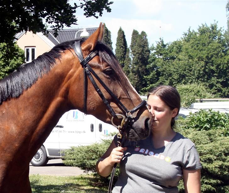 Dansk Varmblod Winzerkind  - Fødselsdags kys billede 18