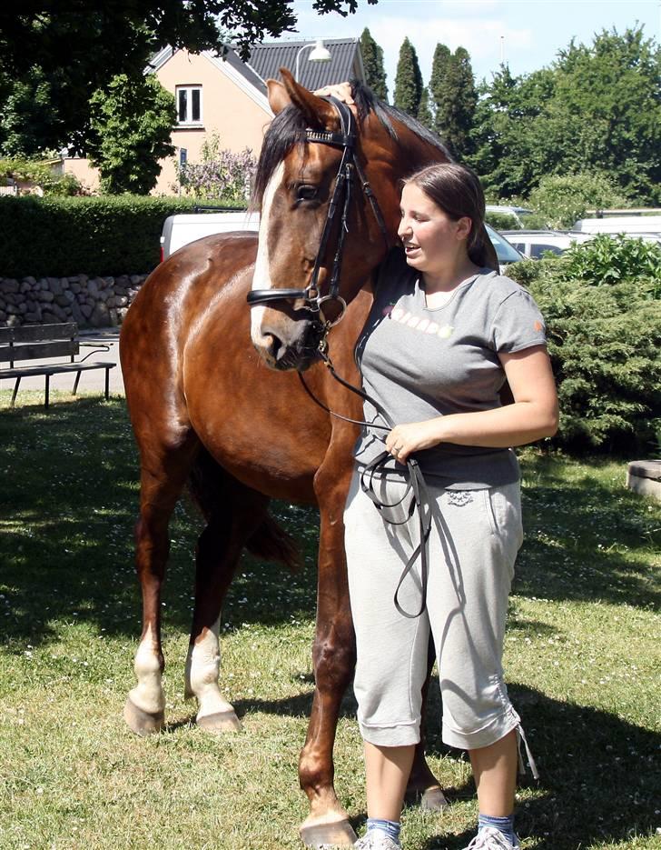 Dansk Varmblod Winzerkind  - Hygge billede 19
