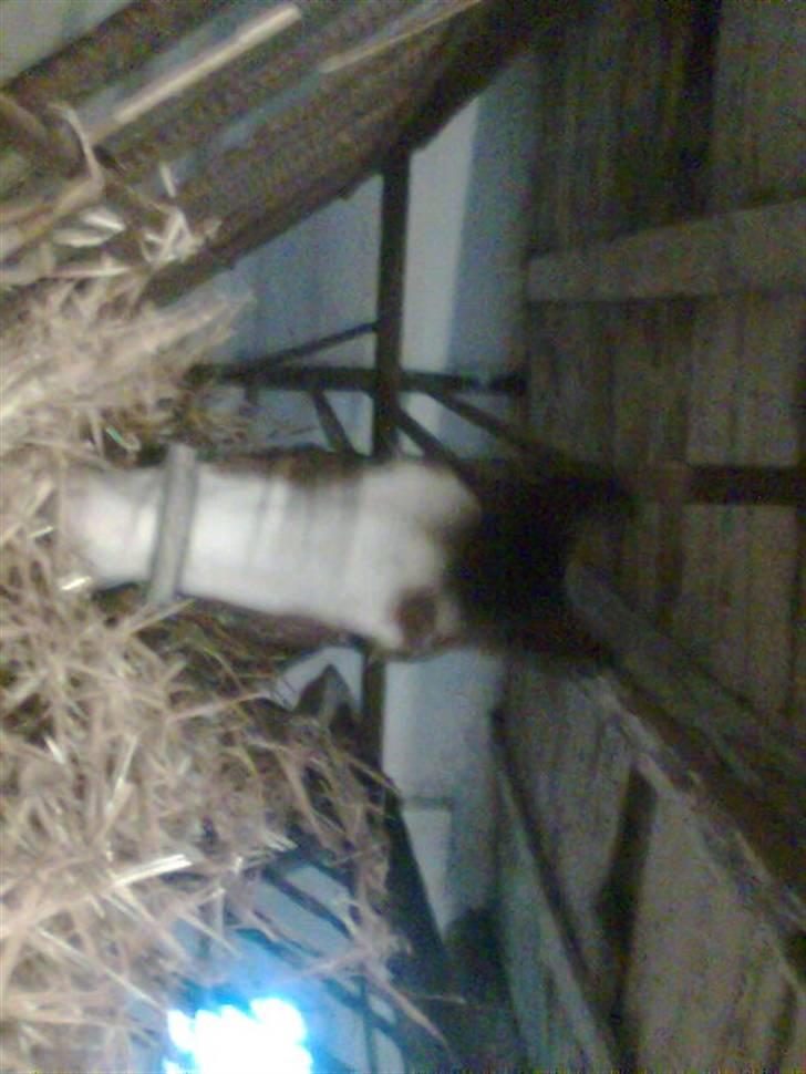 Pinto Julianebjergs Surprise billede 15