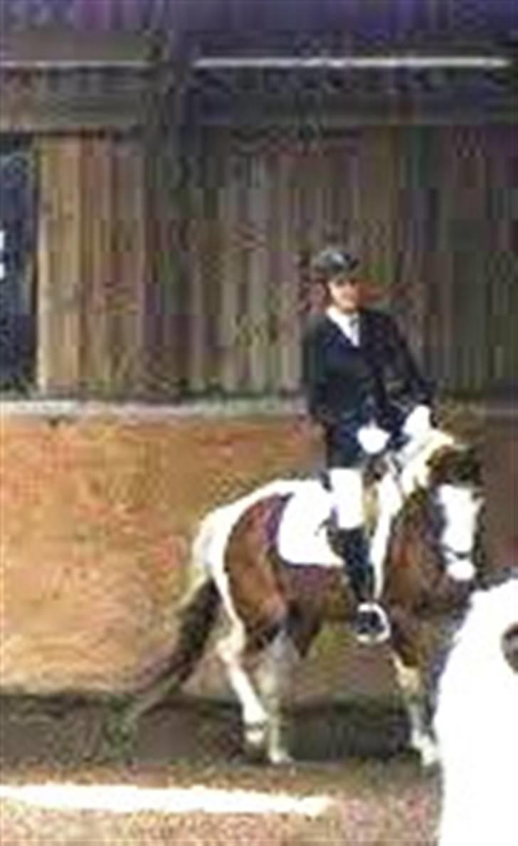 Pinto Julianebjergs Surprise - Undskyld kvaliteten.. > Der kom ogs lige en hale i vejen xD hah billede 16