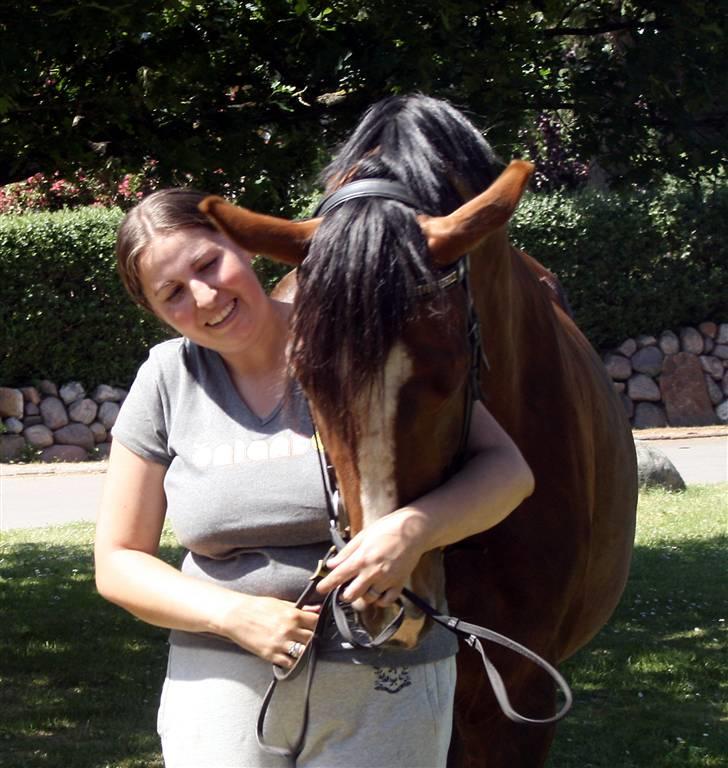 Dansk Varmblod Winzerkind  - Kram billede 20