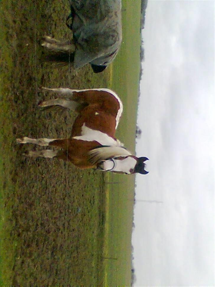 Pinto Julianebjergs Surprise billede 19