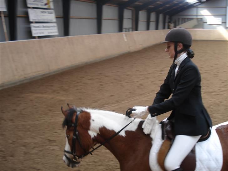 Pinto Julianebjergs Surprise - Hehe. Her er Surprise hvis meget bange, da der var en kat er væltede en skovl og de larmede. billede 20