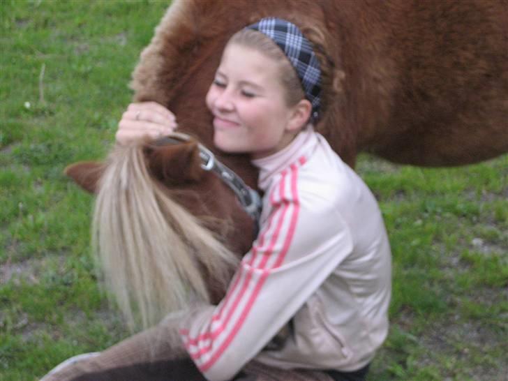 Shetlænder lucas :D - KRAMMER!! billede 1