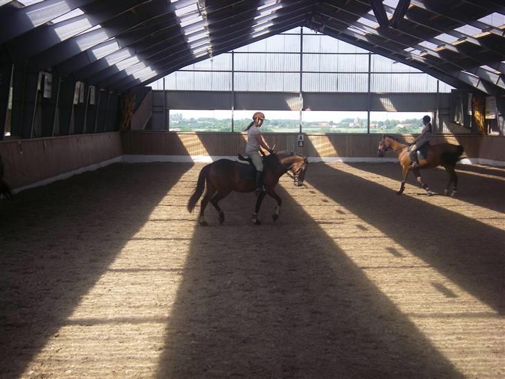 New Forest Elmholts Corso(har låndt) - mere endnu billede 4