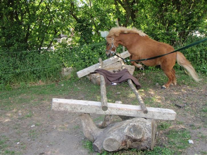 Shetlænder lucas :D - NÅRH! billede 2