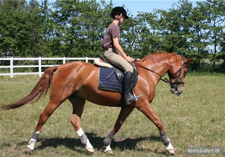 Hollandsk Varmblod Karola  - dygtig dressur pony;b billede 11