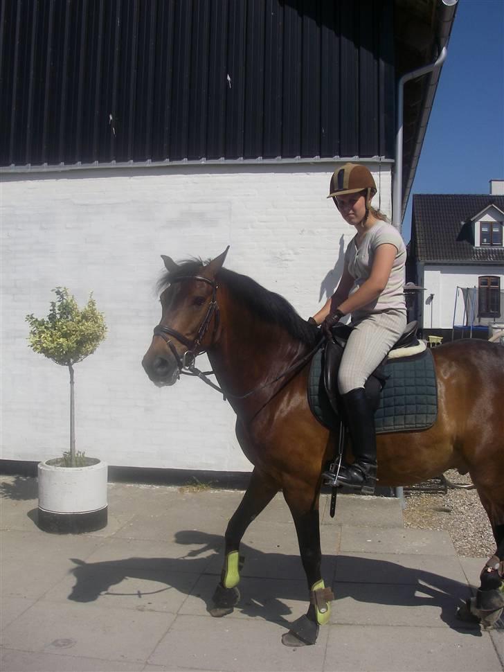 New Forest Elmholts Corso(har låndt) - mig og min nye pony billede 8