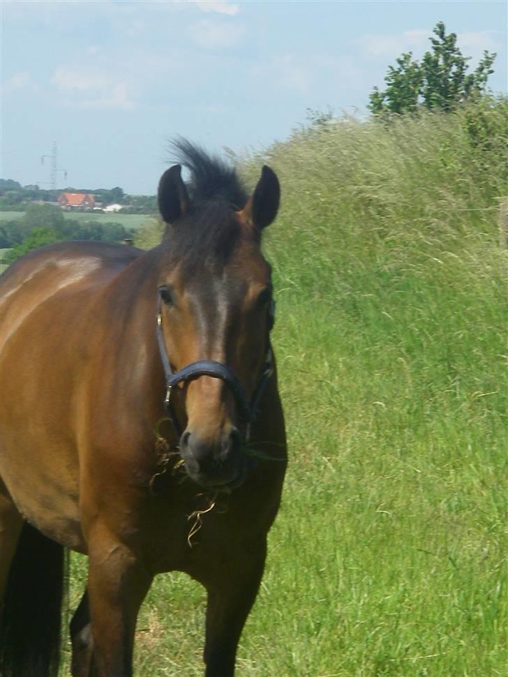 New Forest Elmholts Corso(har låndt) - det her er bare skønt billede 9