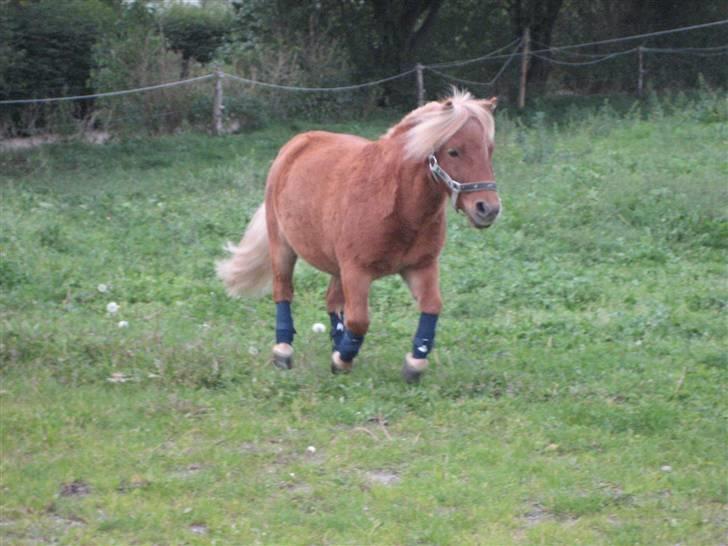 Shetlænder lucas :D - " for du er så smuk og dejlig " !!! <3 billede 4