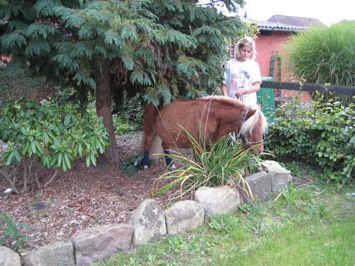 Shetlænder lucas :D - så fin så fin :D billede 5