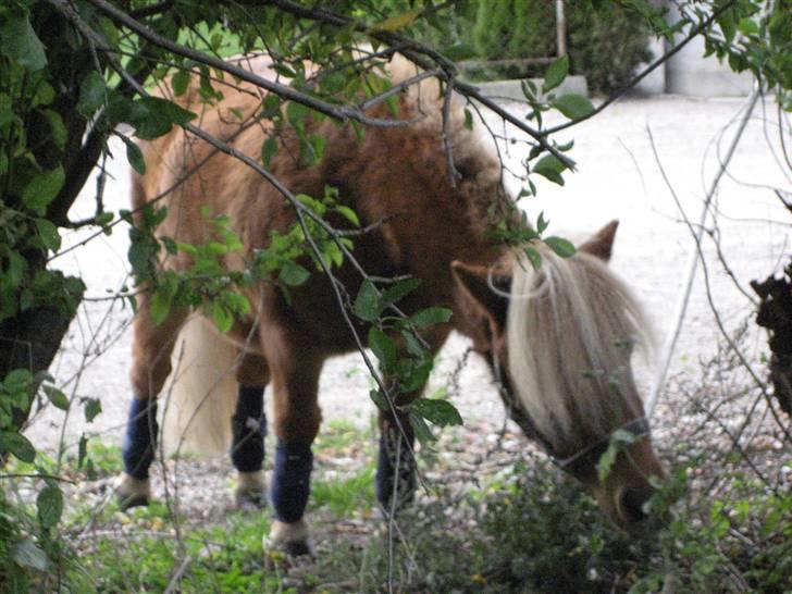 Shetlænder lucas :D - LUCAS I BUSK ;D billede 6